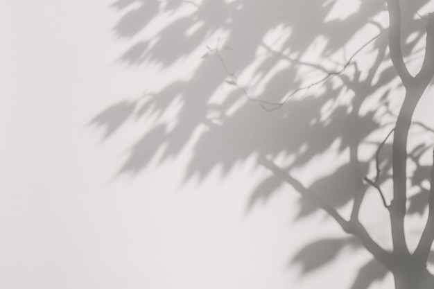 a shadow of a tree on a white wall