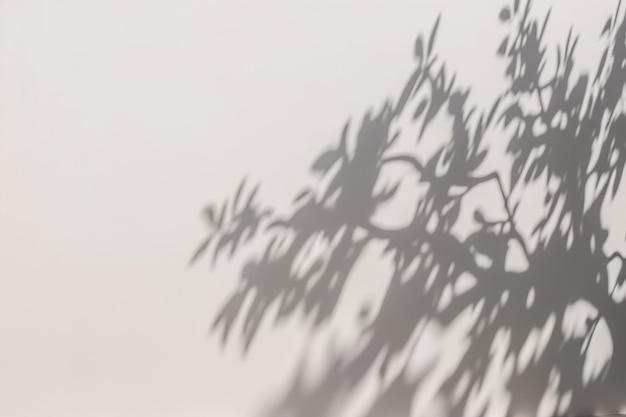 a shadow of a tree on a white wall