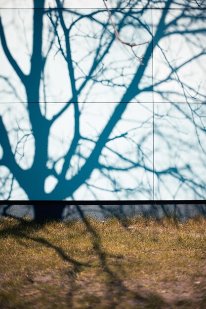 Photo shadow of trees on field