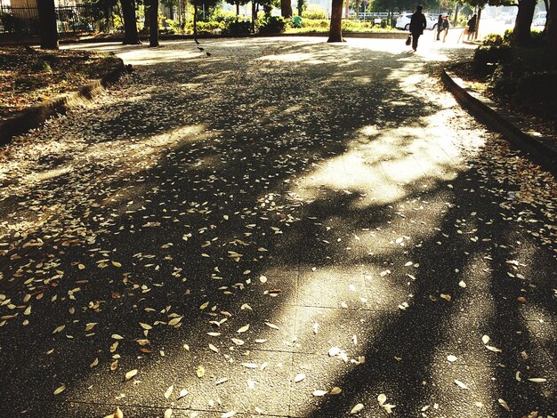 Foto ombra di alberi sul sentiero