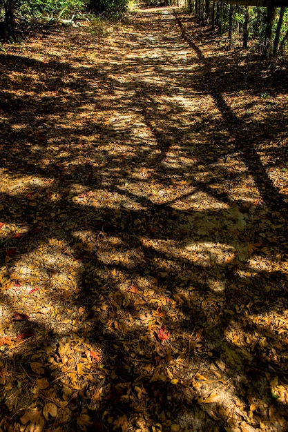 Photo shadow of trees in forest during autumn