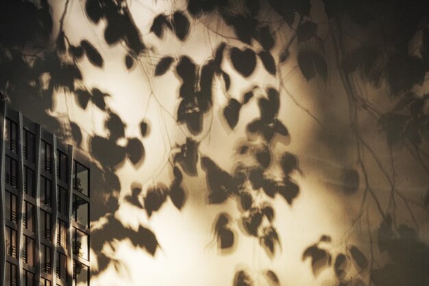 Photo shadow of twigs and leaves on wall