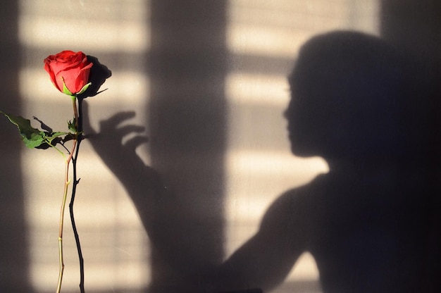 Foto l'ombra di una donna che tocca una rosa sul muro