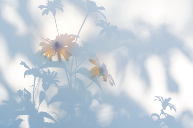 Shadows of flowers on a white semi-transparent cloth