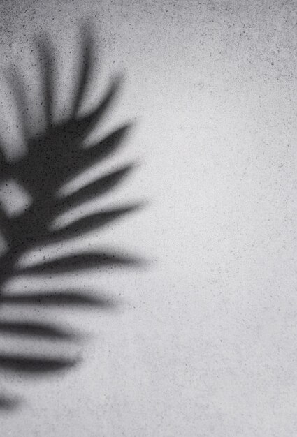 Shadows from palm leaves