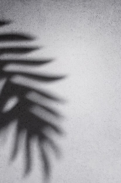 Shadows from palm leaves