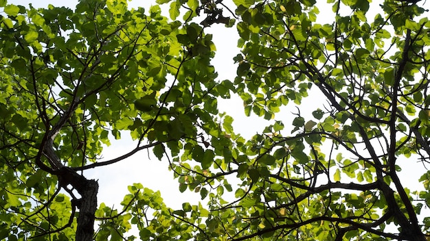 空からの影は、違いを生む葉と対照的です