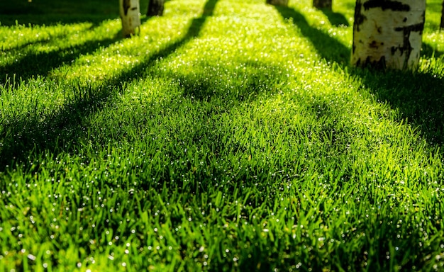 早朝の緑の芝生に映る木々の影。