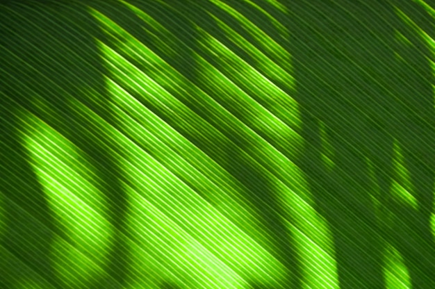 Shadows of green leaves background