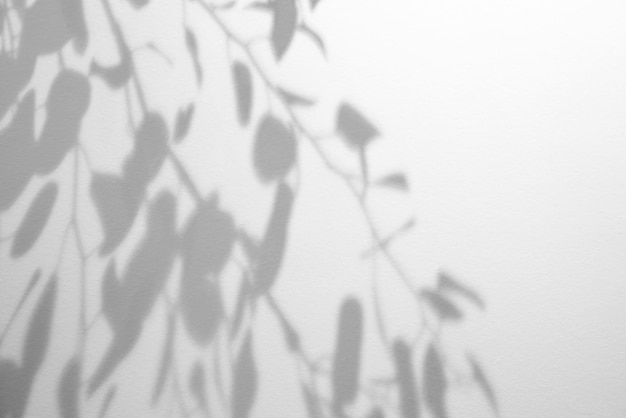 Shadows of leaves branches over white wall