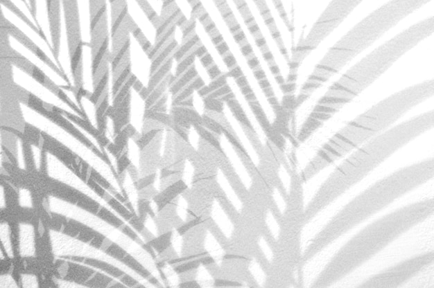 Shadows of palm leaves branches over white wall