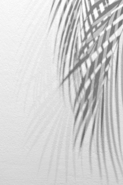 Shadows of palm leaves branches over white wall