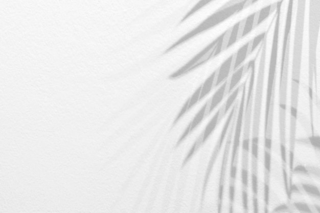 Shadows of palm leaves branches over white wall