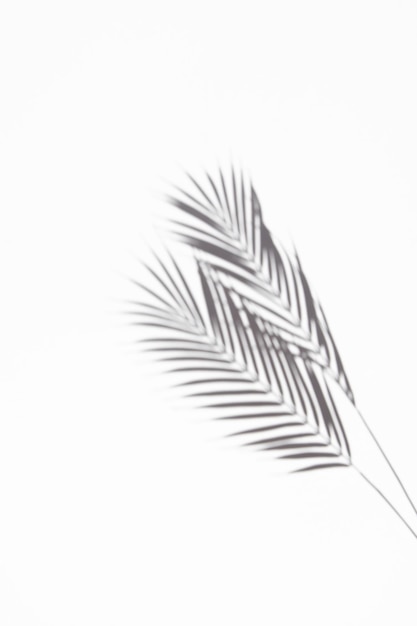 Shadows of palm leaves on a white background