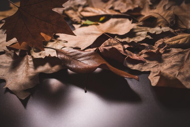 Photo shadows on a pile of different leaves on a dark background