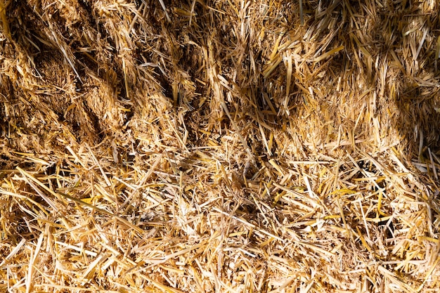 Shadows on the straw on a sunny day. Close up view of organic straw background texture.