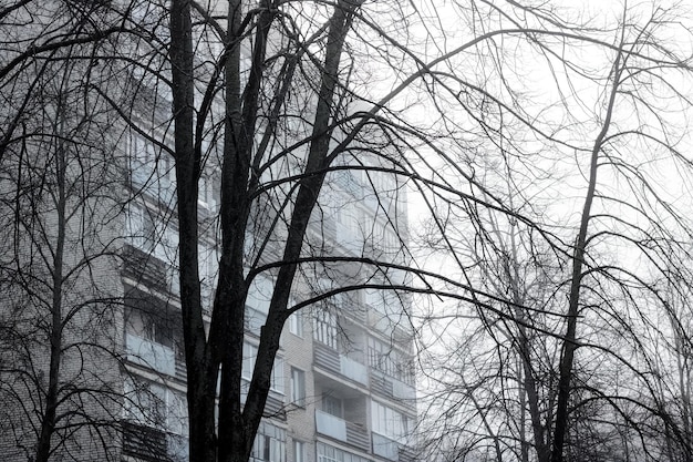 Shadows of tree branches on background of house in fog