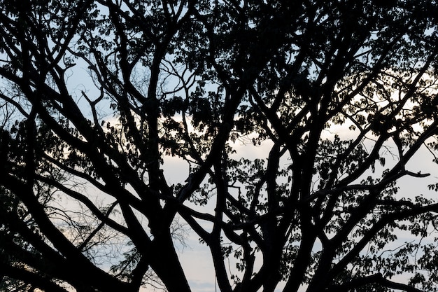 Shadows of tree branches