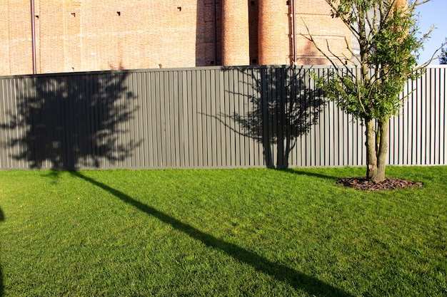 shadows of trees on the fence of the park at sunset in september