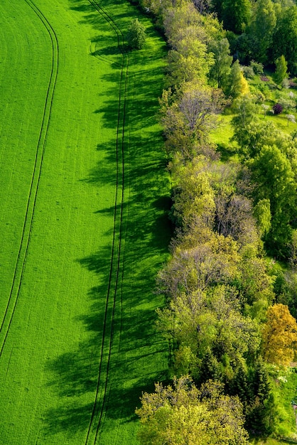 Shadows of trees from sunlight side light from above aerial drone shot