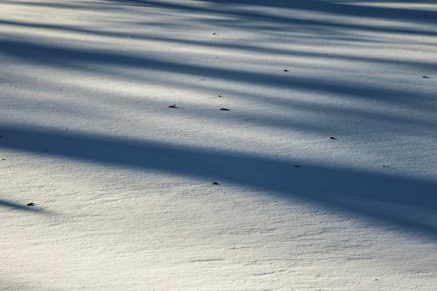 shadows of trees on a layer of snow in winter