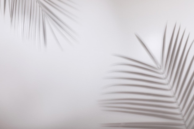 Shadows of tropical palm branches on white wall Space for text