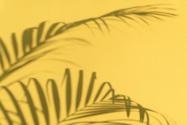 熱帯パームの影はパステル調の黄色の壁の背景に残します。コピースペースと夏のバナー