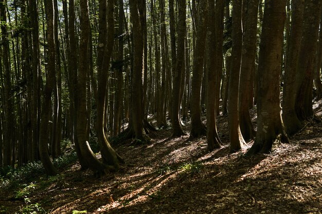 Shady mountain beech forest with twisted trunks