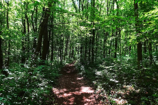 Shady path through a green forest in the summer