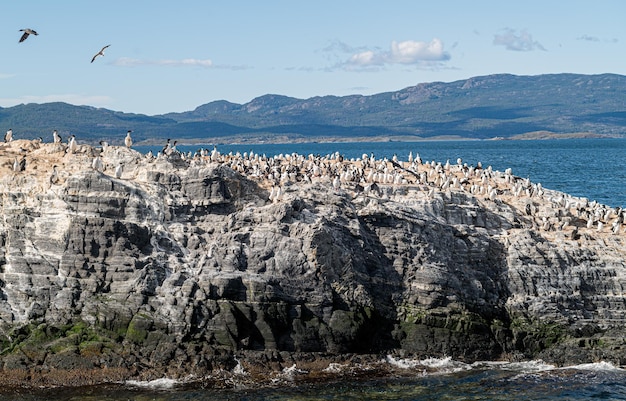 Shag king birds Phalacrocorax atriceps soars above a colony on the rocks in Beagle Channel near Ushuaia Argentina