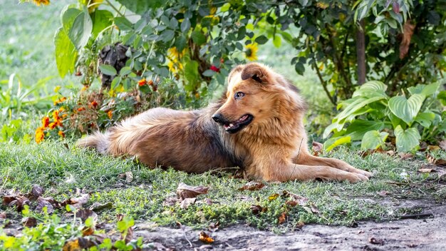 Shaggy bruine hond ligt in de tuin bij een rozenstruik