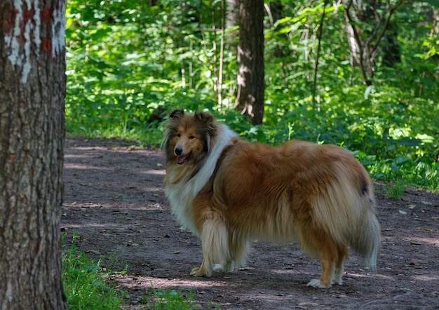 森の小道にいる毛むくじゃらのコリー犬。モスクワ地方。ロシア