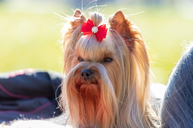 毛むくじゃらの犬種ヨークシャーテリアは頭に弓をつけてクローズアップ