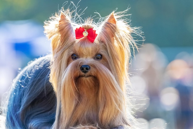 毛むくじゃらの犬種ヨークシャーテリアは頭に弓をつけてクローズアップ