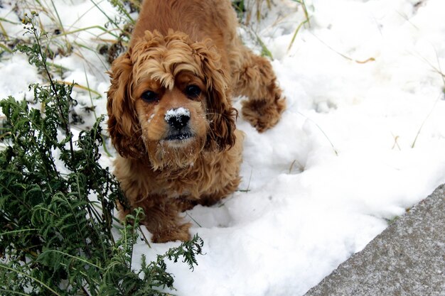 shaggy dog in the snow