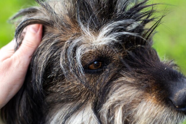 Cane peloso con gli occhi tristi close-up cane senzatetto