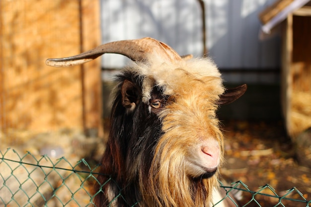 Shaggy goat close up