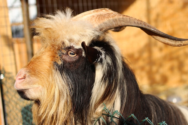 Shaggy goat close up