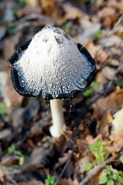 사진 숲 속의 마른 가을 잎 사이에 얽히고 설킨 잉크 캡 coprinus comatus fungii