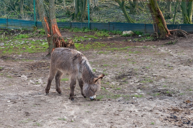 Shaggy Jeruzalem pony op zoek naar heerlijk eten