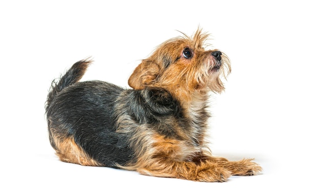 Shaggy mixed breed begging looking up isolated on white