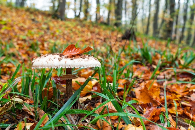 Shaggy Parasol mushroom in a forest. Chlorophyllum rhacodes