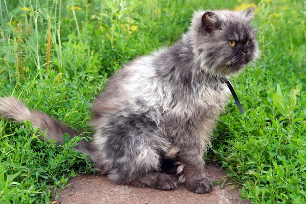 Shaggy persian cat