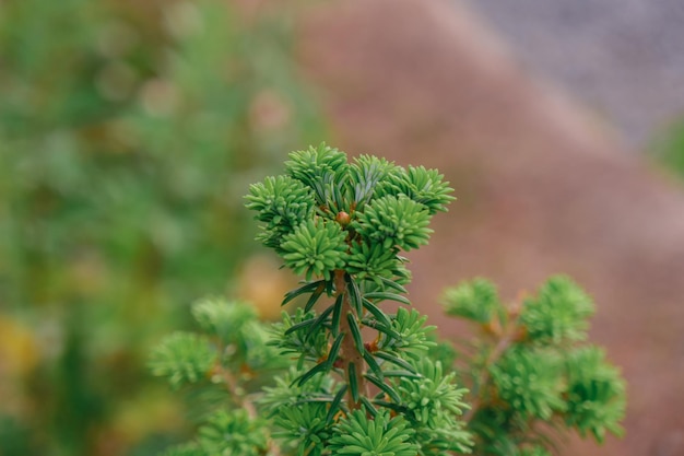 ぼやけた背景に毛むくじゃらの植物。人のいない緑の茂み。