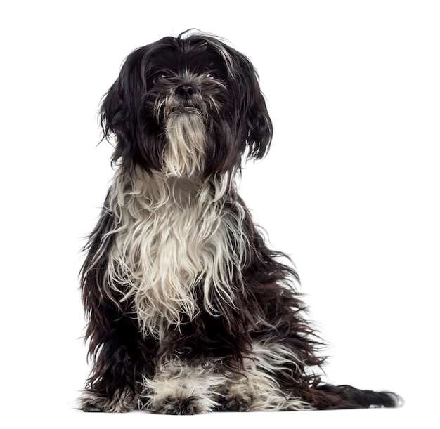 Shaggy Shih Tzu isolated on white