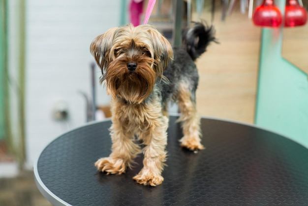 Shaggy yorkshire terrier in de trimsalon op tafel voor het kapsel