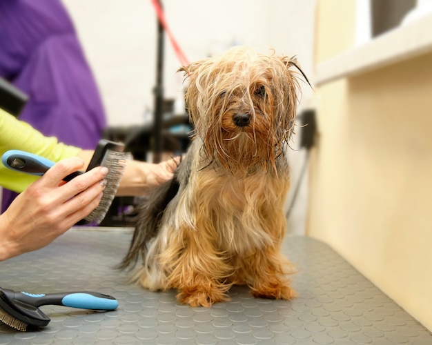 Shaggy Yorkshire Terrier kammen bij de trimmer