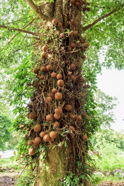 Shala-boom of Sal-boom (Shorea robusta) en zijn vruchten