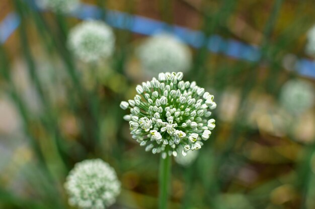 Shallot flowers