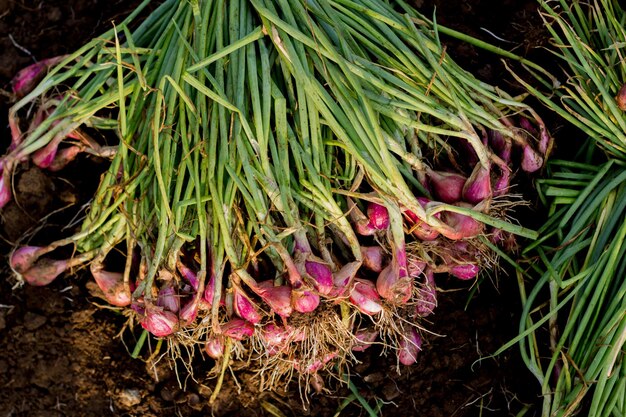 Shallots being harvested in the field Red and fresh